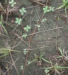 Chamaecrista hispidula