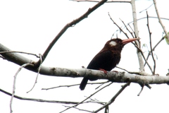 Galbalcyrhynchus leucotis