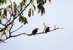 Galbalcyrhynchus leucotis