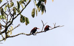 Galbalcyrhynchus leucotis