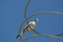Columbina inca