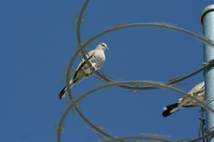 Columbina inca