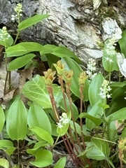 (c) Bennett Susman, some rights reserved (CC BY) Shortia galacifolia, photograph (c) Bennett Susman, some rights reserved (CC BY)