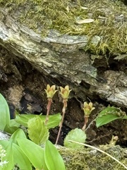 Shortia galacifolia