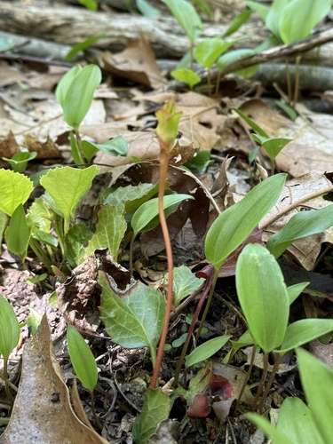 Shortia galacifolia, photograph 3