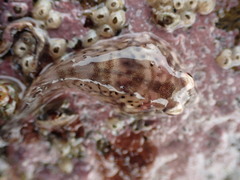 Diplocrepis puniceus