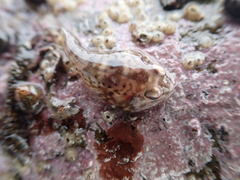 Diplocrepis puniceus