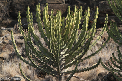 Euphorbia cooperi