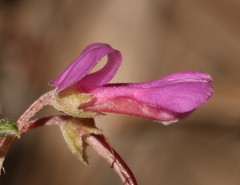 Indigofera sulcata