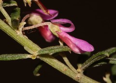 Indigofera sulcata