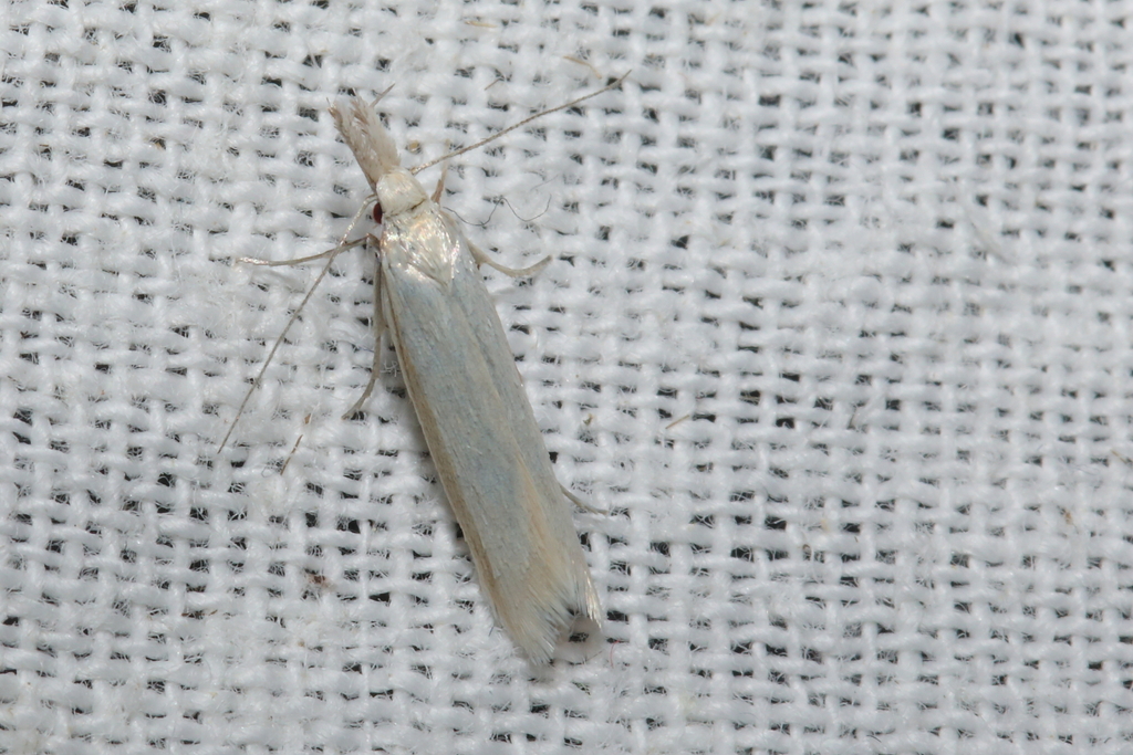 Pleurota ericella
