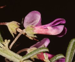 Indigofera sulcata