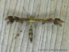 Dejongia lobidactylus