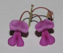 Indigofera sulcata