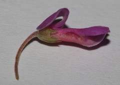 Indigofera sulcata