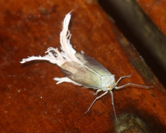 Pterodictya reticularis