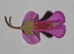 Indigofera sulcata