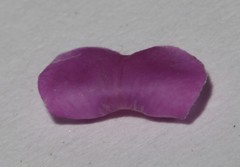 Indigofera sulcata