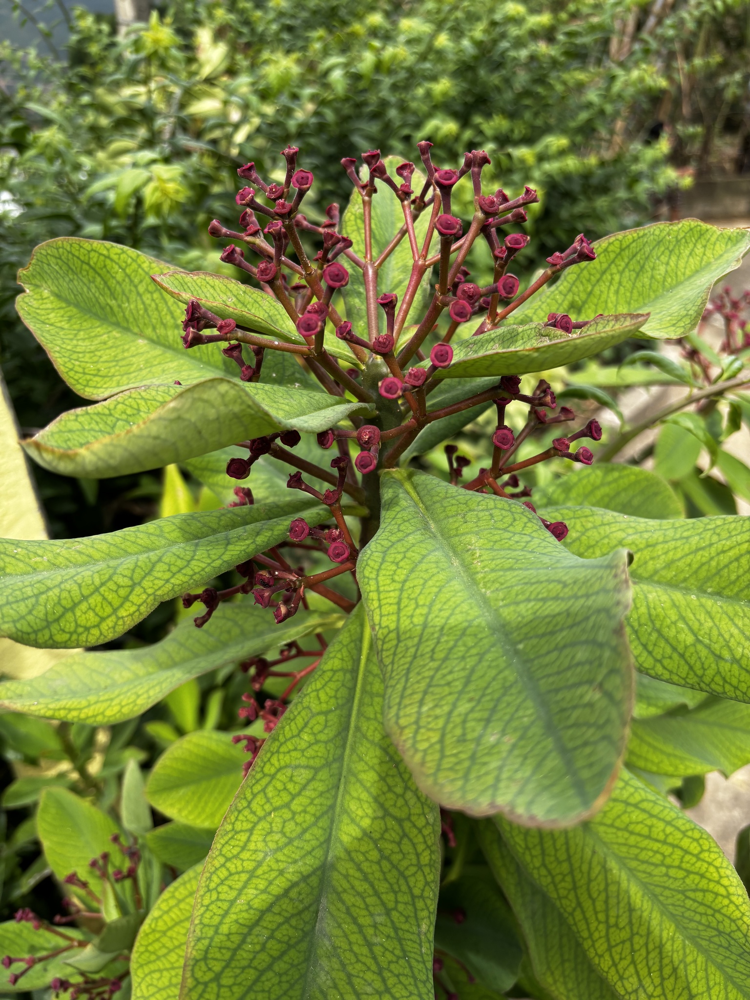 Euphorbia umbellata