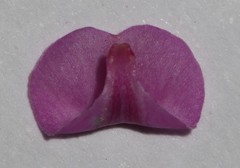 Indigofera sulcata