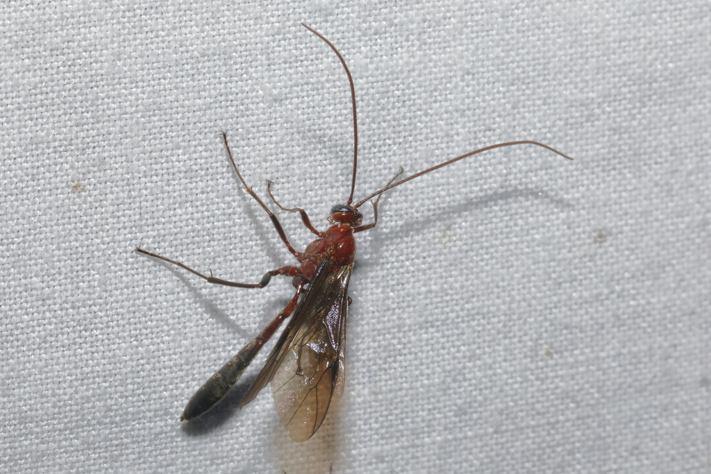 Ophion neglectus