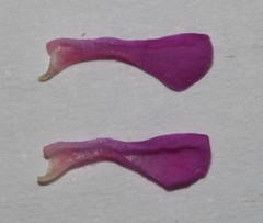 Indigofera sulcata