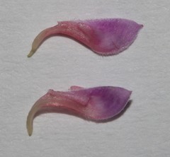 Indigofera sulcata