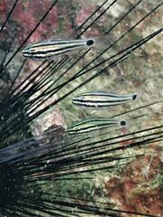 Ostorhinchus endekataenia