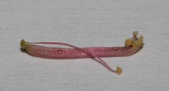Indigofera sulcata
