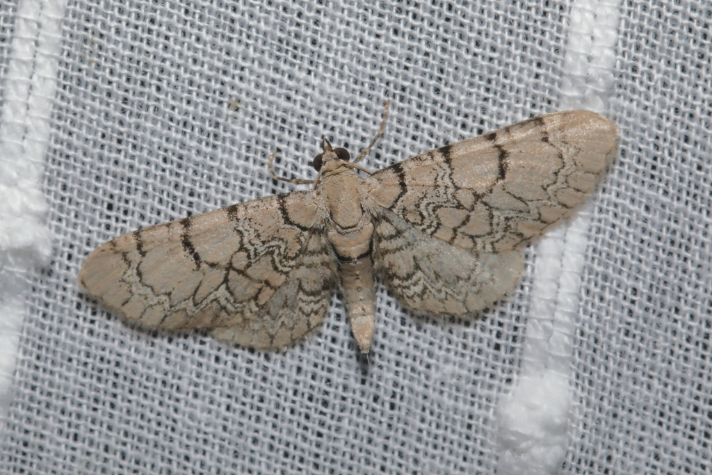 Eupithecia schiefereri