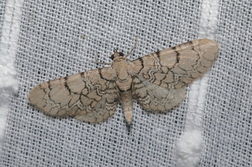 Eupithécie de Schieferer (L')
