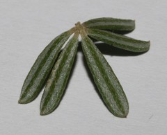 Indigofera sulcata