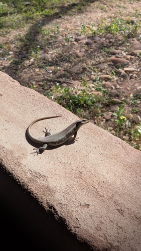 Wahlberg’s Striped Skink