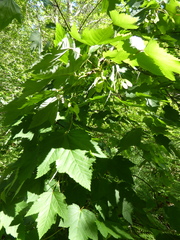 Acer glabrum douglasii