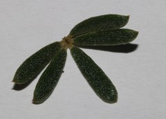 Indigofera sulcata