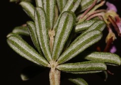 Indigofera sulcata