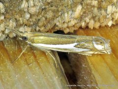 Crambus bidens