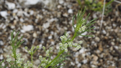 Spermolepis lateriflora