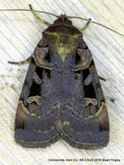 Pseudohermonassa tenuicula