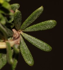 Indigofera sulcata