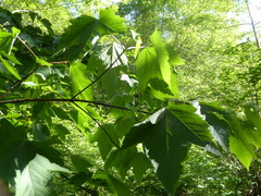 Acer glabrum douglasii
