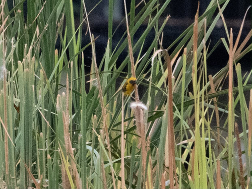 Asian Golden Weaver