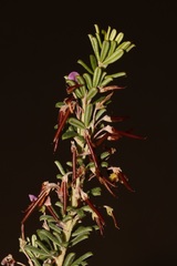 Indigofera sulcata