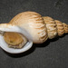 Ladder Whelk - Photo (c) Claude Nozères, some rights reserved (CC BY-NC), uploaded by Claude Nozères