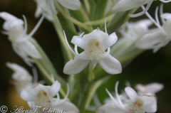 Habenaria monorrhiza