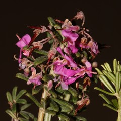 Indigofera sulcata