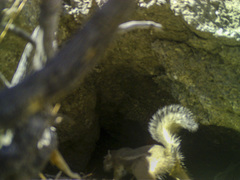 Ammospermophilus leucurus