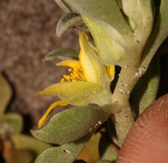Aizoon rigidum