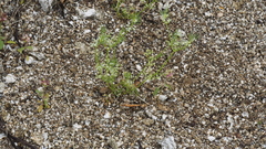 Spermolepis lateriflora