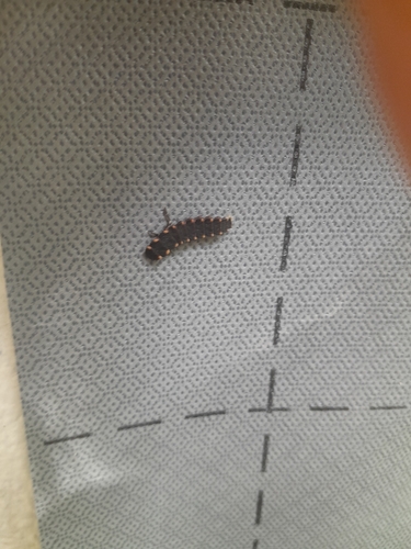 European Glow-worm